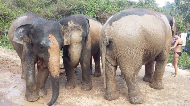 16422247_1247456985344211_8129279934121499337_o