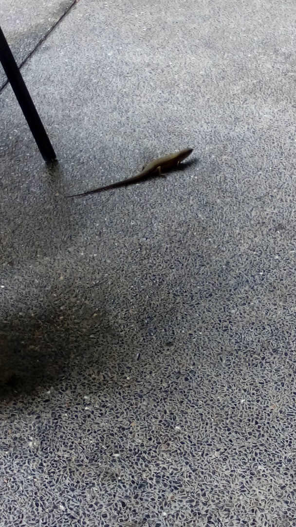 IMG_20171121_153511 (Kopiowanie)